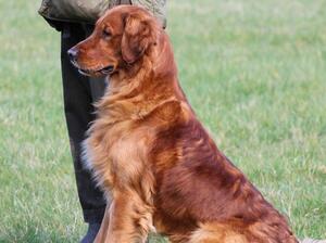 Proud Dad, TEDDY (Croinafeile Bay)