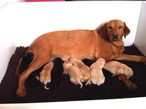 Tess with her puppies born 28.6.14