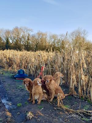 HOLLY, LILY, MAISY and SPICE out shooting