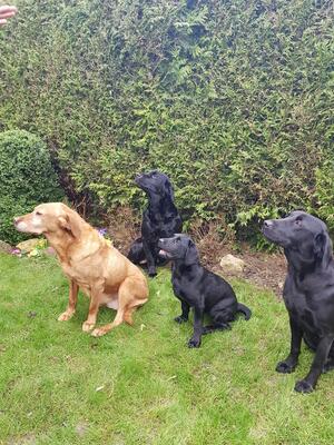 TESS (yellow) KALLIE, pup TIKKA, STELLA LtoR