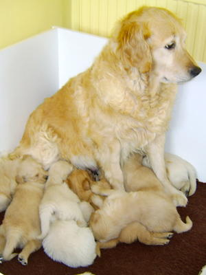 PURDY with her pups born 20.5.13