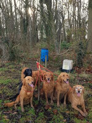 GINNY (sitting on left front) at work