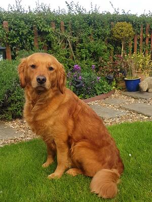 GINNY at home