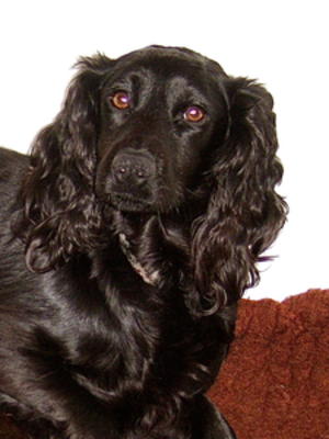 Finchingford Fern at Millsfield, (EBONY)
