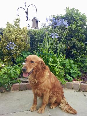 HOLLY in the garden