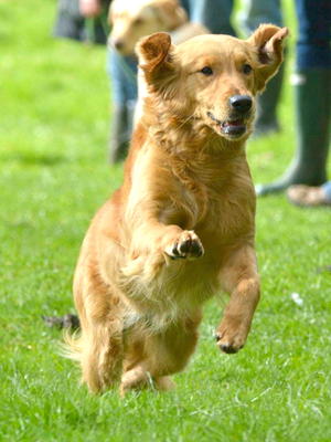 SPICE in full flight going for a retrieve
