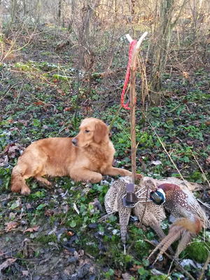 Millsfield Lady Tigerlily out shooting 2016