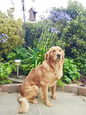MAISY in the garden