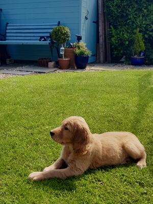 RUBY at 3 month old