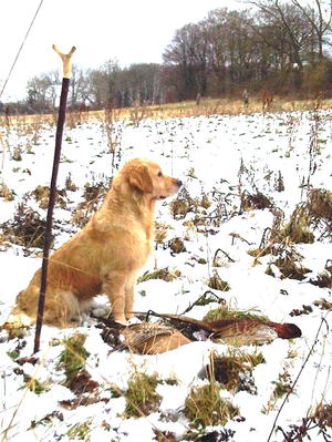 HOLLY HOWARD'S OCTOBER GOLD AT MILLSFIELD