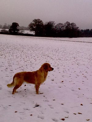PURDY Looking on
