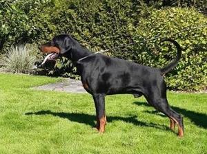 Ruholfia KENDO, Jun Ch 15 months