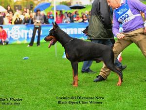 Sire: Lucinio del Diamante Nero, ZTP V1A