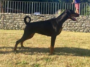 Dam: WORLD CHAMPION Ch Ruholfia Gavriella