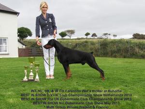 Sire: Tino 3 years old