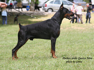 Dam's sire: CH Pathos Delle Querce Nere IDC SIEGER