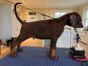 one of the Brown Male puppies , 38 days old