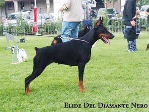 Grandmother , ELIDE Deal Diamante Nero
