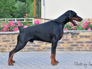 Sire: Gangster