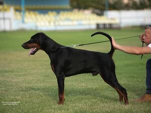 Ruholfia Warrior, 15 months