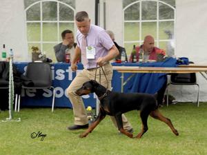 El-Drico R Best Puppy In Show Bray CH Show'14