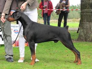 Tino, 20 months after winning Dog CC 24/9/'11