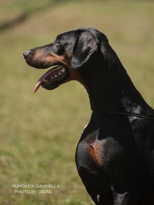 World Champion Ruholfia Gavriella (Grandmother)