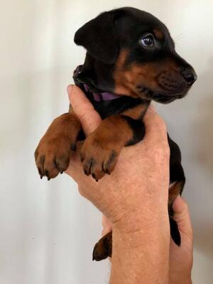 Puppy