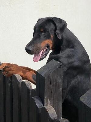 Sire: Ruholfia James Dean