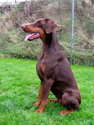 Ch Ruholfia Billion Dollar Bebé 2.5 years