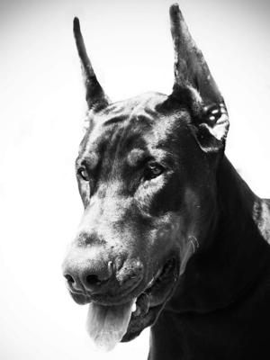 Sire: Ch Giddy Blossom Festus