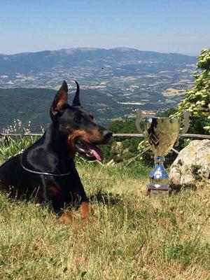Elide AIAD CHAMPION 2017