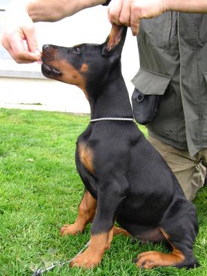 EL Drico, 10 weeks old