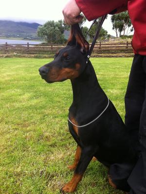 Ruholfia Bardot, 7 months old