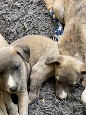 Available dog puppies