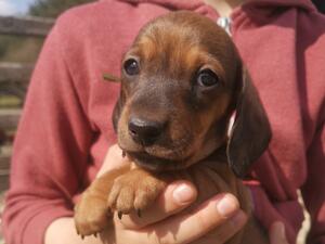 kc registered dachshund
