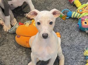 Cream boy available
