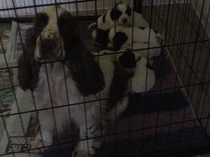 Mum and babies