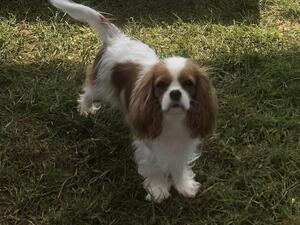 Sweet little Rosie ❤️