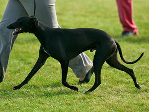   ** RDCC** at Driffield 2011