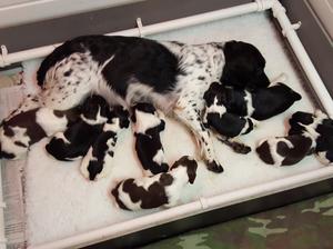 The litter & Mum