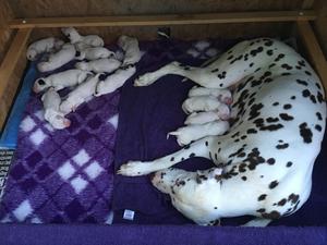 champdogs dalmatian puppies