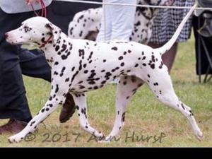 castletop dalmatians