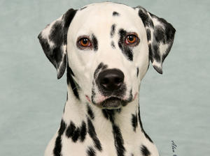 castletop dalmatians