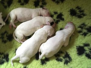 The new four