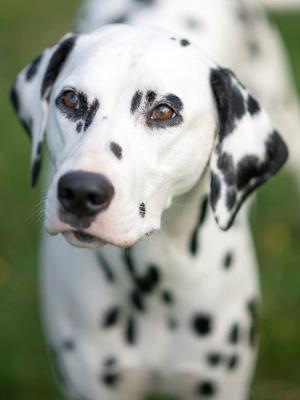 castletop dalmatians