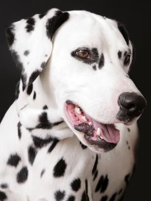 castletop dalmatians