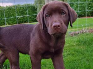 Chocolate boy