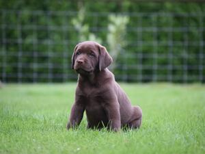 Mia at 8 weeks