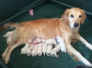 Annie's second litter